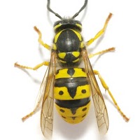 Indigo Wasp Nest Removal 377518 Image 0